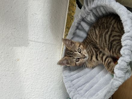 Süßer Kater, 13 Wochen
