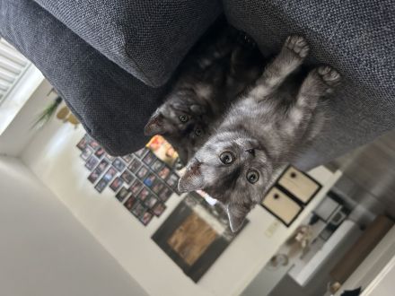🐾 Drei kleine BKH-Kitten suchen ab dem 09.10.2026 ihr Zuhause 🐾