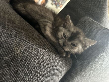 🐾 Drei kleine BKH-Kitten suchen ab dem 09.10.2026 ihr Zuhause 🐾