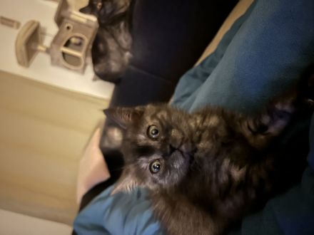 🐾 Drei kleine BKH-Kitten suchen ab dem 09.10.2026 ihr Zuhause 🐾