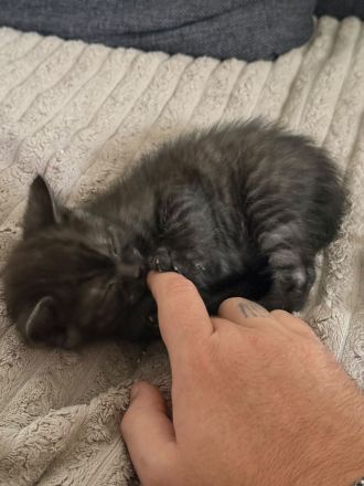 🐾 Drei kleine BKH-Kitten suchen ab dem 09.10.2026 ihr Zuhause 🐾