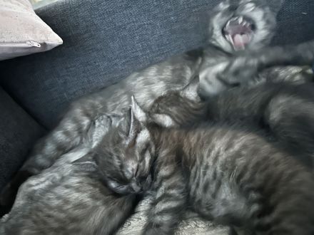 🐾 Drei kleine BKH-Kitten suchen ab dem 09.10.2026 ihr Zuhause 🐾