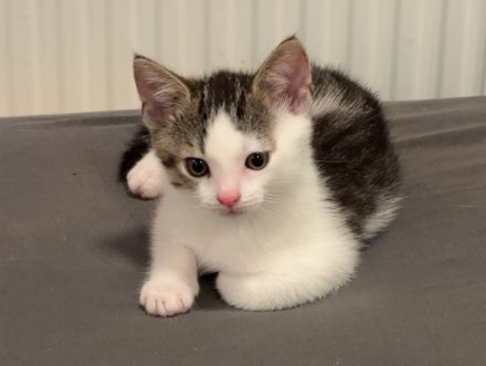 Kater abzugeben