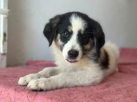 Colada, geb. ca. 05/2026, lebt in GRIECHENLAND, im städt. Tierheim Serres