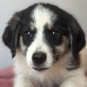 Colada, geb. ca. 05/2026, lebt in GRIECHENLAND, im städt. Tierheim Serres