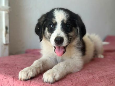 Colada, geb. ca. 05/2026, lebt in GRIECHENLAND, im städt. Tierheim Serres