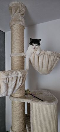 Luna sucht ein liebevolles, ruhiges Zuhause