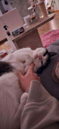 Luna sucht ein liebevolles, ruhiges Zuhause