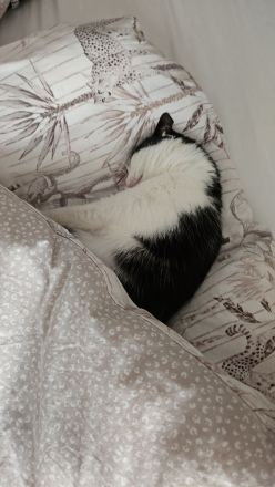 Luna sucht ein liebevolles, ruhiges Zuhause