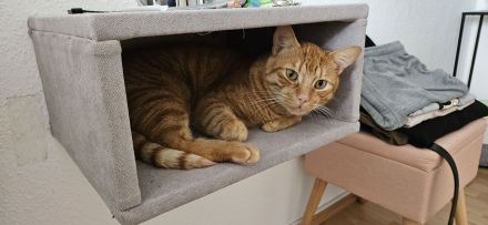 Snickers sucht ein neues verspieltes Zuhause