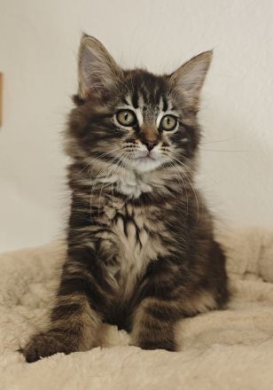 Norwegische Waldkatze