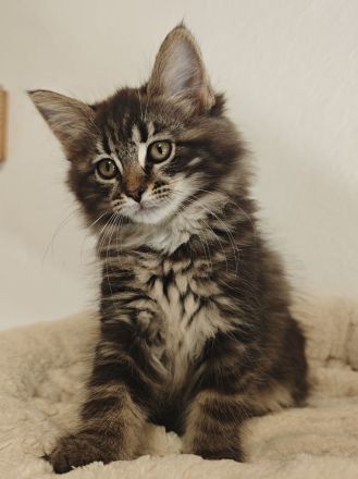 Norwegische Waldkatze