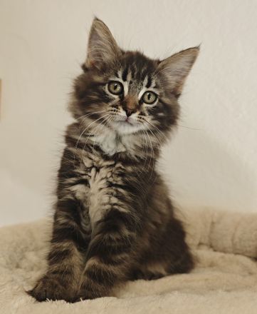 Norwegische Waldkatze