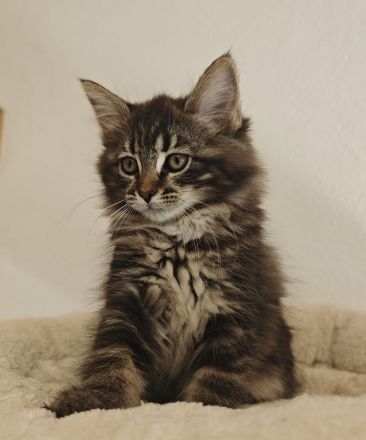 Norwegische Waldkatze