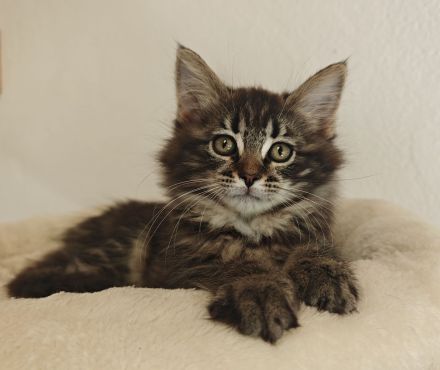 Norwegische Waldkatze