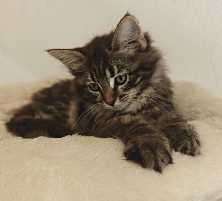 Norwegische Waldkatze
