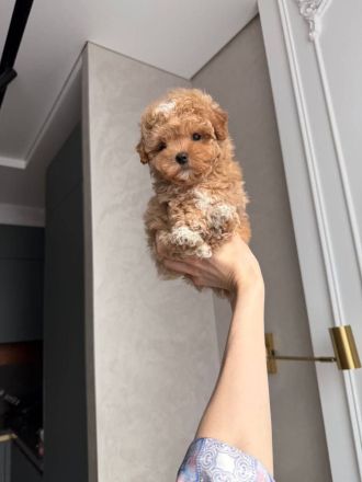 Wunderschöne Maltipoo-Welpen zu verkaufen