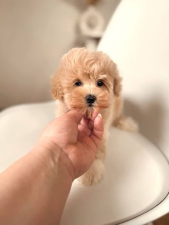 Wunderschöne Maltipoo-Welpen zu verkaufen