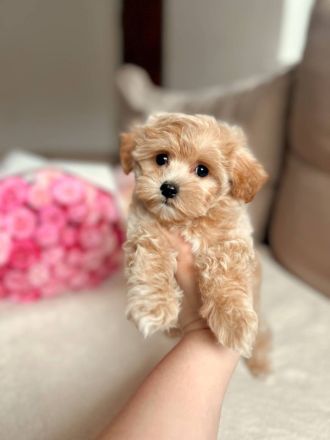 Wunderschöne Maltipoo-Welpen zu verkaufen