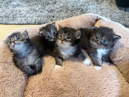 Maine Coon Kitten