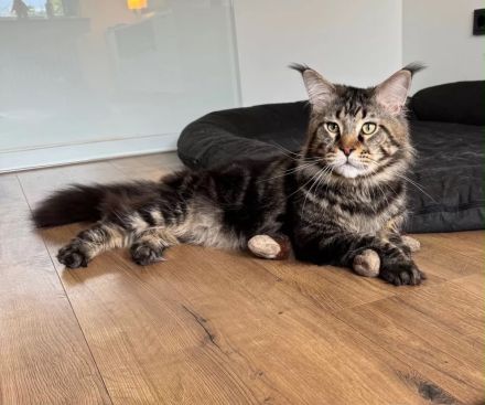 Maine Coon Kitten