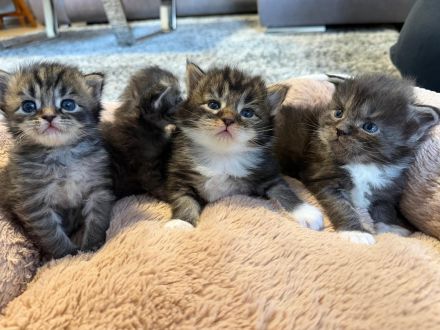 Maine Coon Kitten
