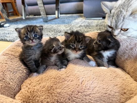 Maine Coon Kitten