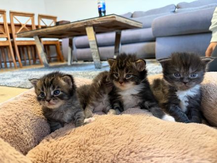 Maine Coon Kitten
