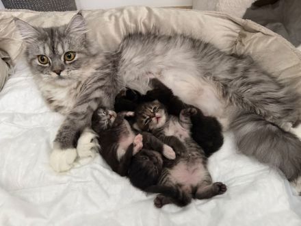 Maine Coon Kitten