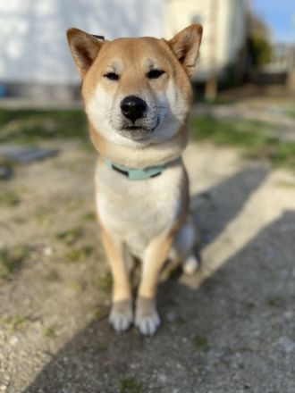 6 Jähriger Shiba Inu Rüde