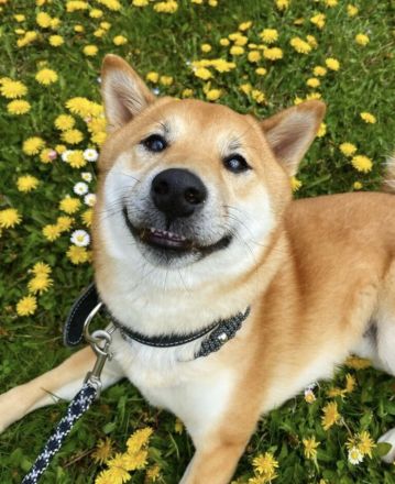 6 Jähriger Shiba Inu Rüde