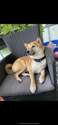 6 Jähriger Shiba Inu Rüde
