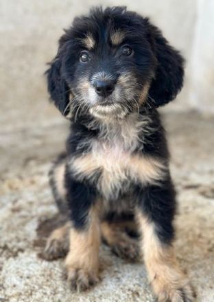 Ginger, geb. ca. 05/2026, lebt in GRIECHENLAND, im städt. Tierheim Serres