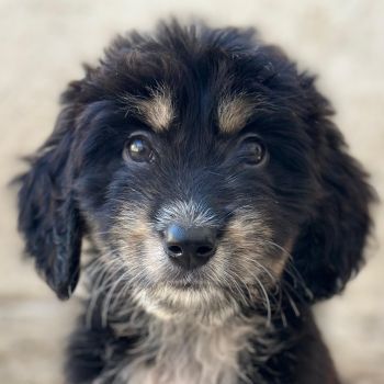 Ginger, geb. ca. 05/2026, lebt in GRIECHENLAND, im städt. Tierheim Serres