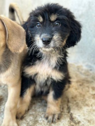 Ginger, geb. ca. 05/2026, lebt in GRIECHENLAND, im städt. Tierheim Serres