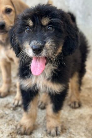 Ginger, geb. ca. 05/2026, lebt in GRIECHENLAND, im städt. Tierheim Serres