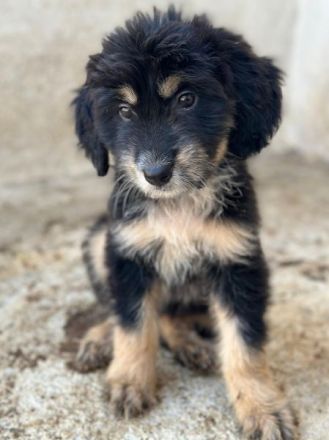 Ginger, geb. ca. 05/2026, lebt in GRIECHENLAND, im städt. Tierheim Serres