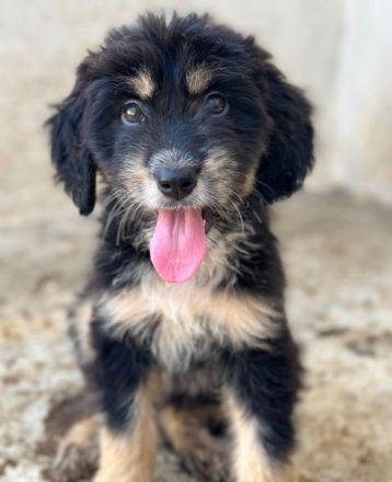 Ginger, geb. ca. 05/2026, lebt in GRIECHENLAND, im städt. Tierheim Serres