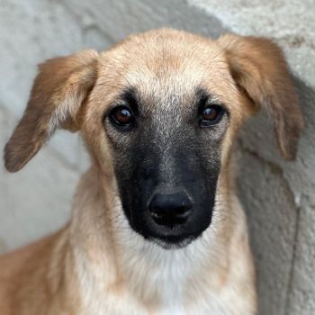 Cindy, geb. ca. 03/2026, lebt in GRIECHENLAND, im städt. Tierheim Serres