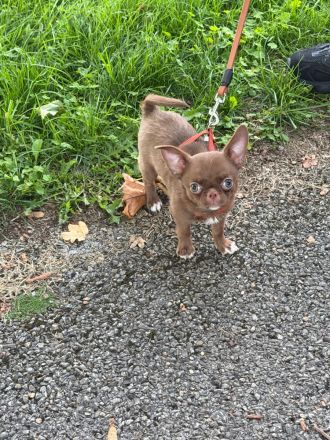 Chihuahua Welpe Rüde