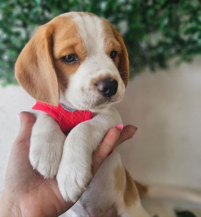Beagle-Welpen verfügbar