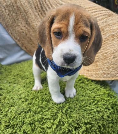 Beagle-Welpen verfügbar