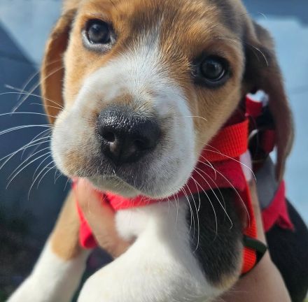 Beagle-Welpen verfügbar