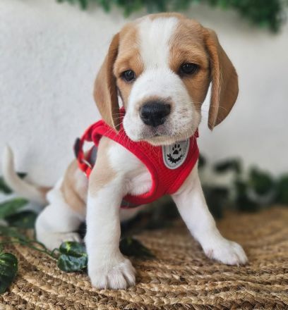 Beagle-Welpen verfügbar