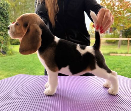 Beagle-Welpen verfügbar