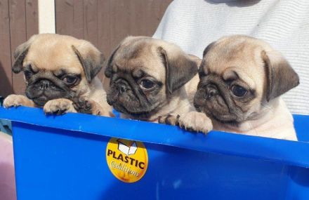 Mops-Welpen