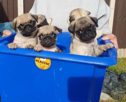 Mops-Welpen