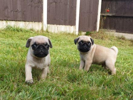 Mops-Welpen