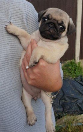 Mops-Welpen