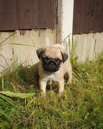 Mops-Welpen